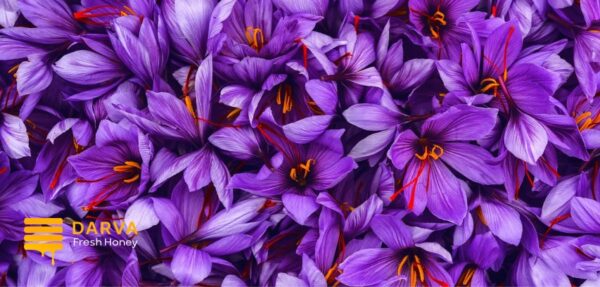 Important health benefits of saffron