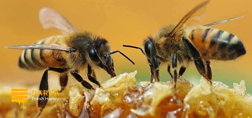 what is the life cycle of the honey bee
